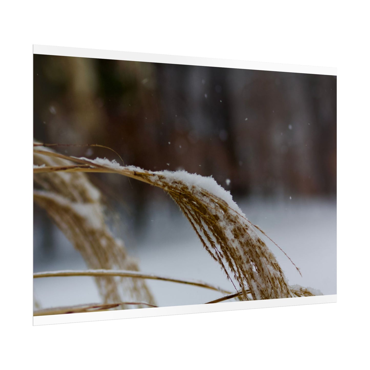 Winter Scene Photography Poster