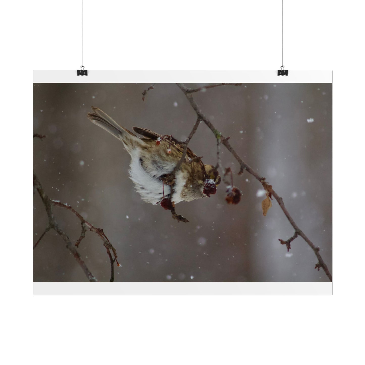 Winter Bird Photography Poster