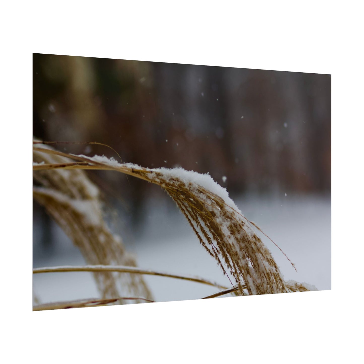 Winter Scene Photography Poster