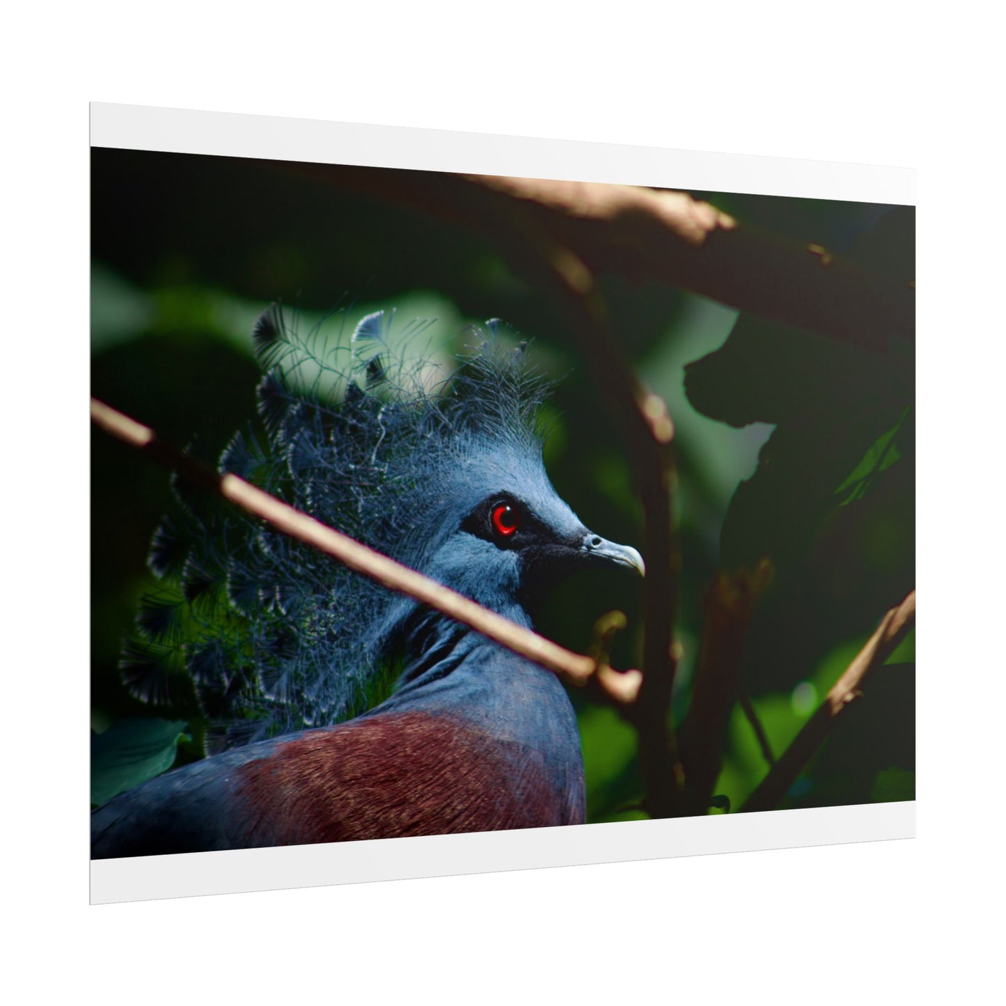 Tropical Bird Photography Poster