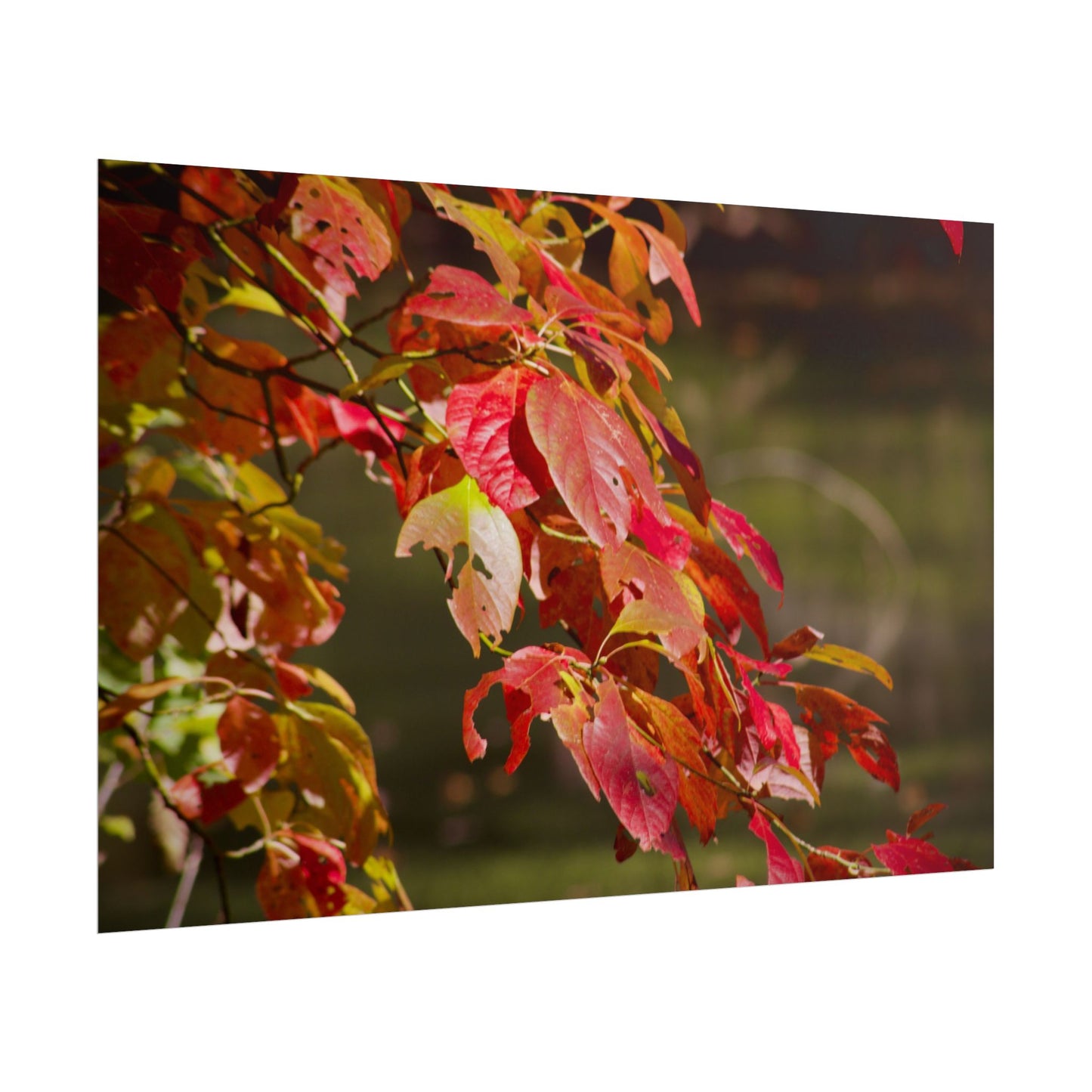 Autumn Tree Photography Poster