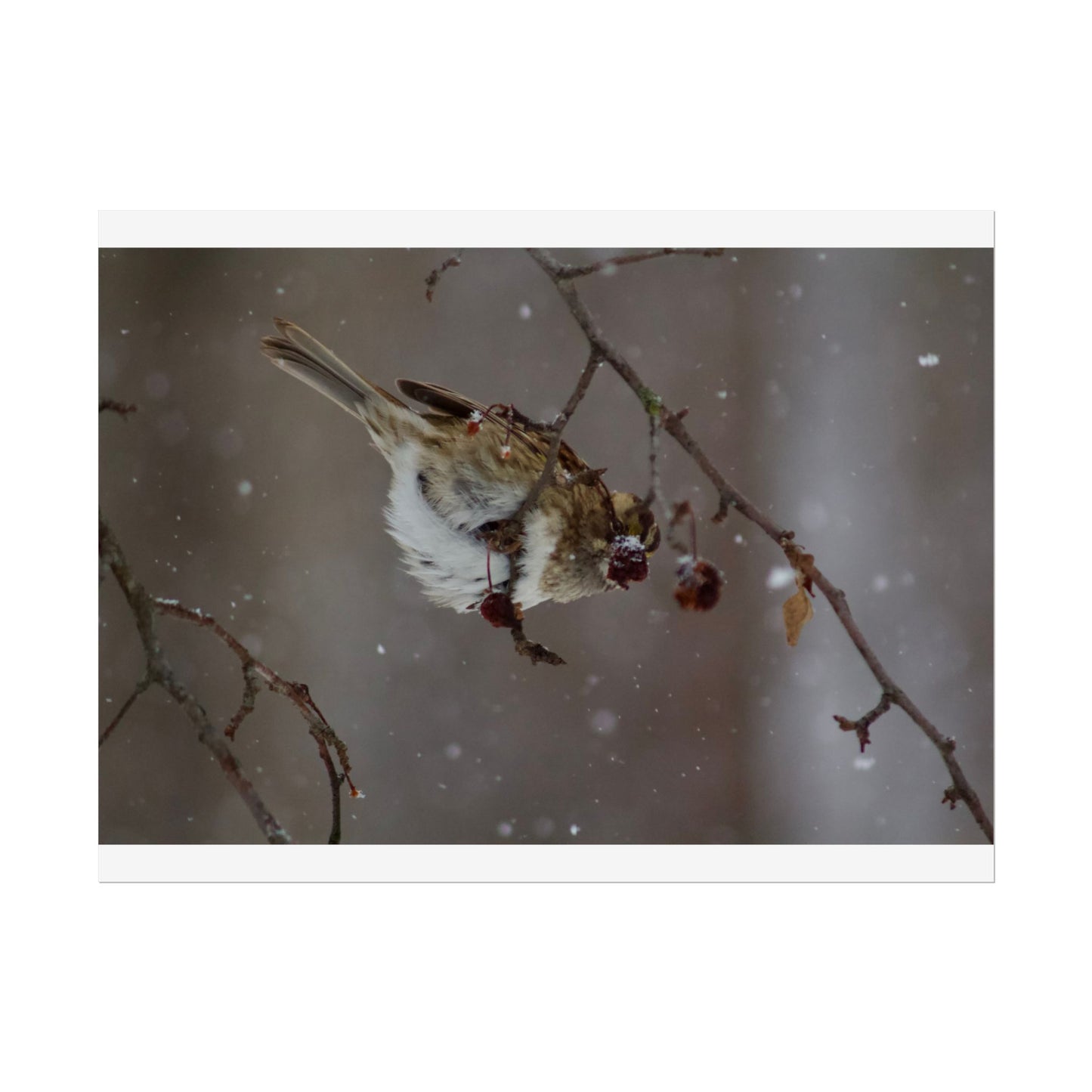 Winter Bird Photography Poster