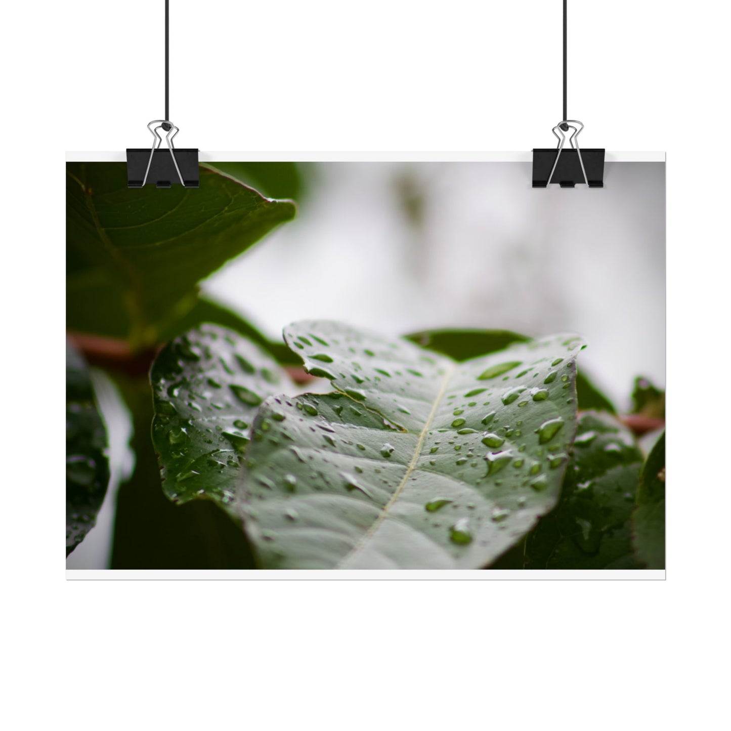 Leaf Photography Poster