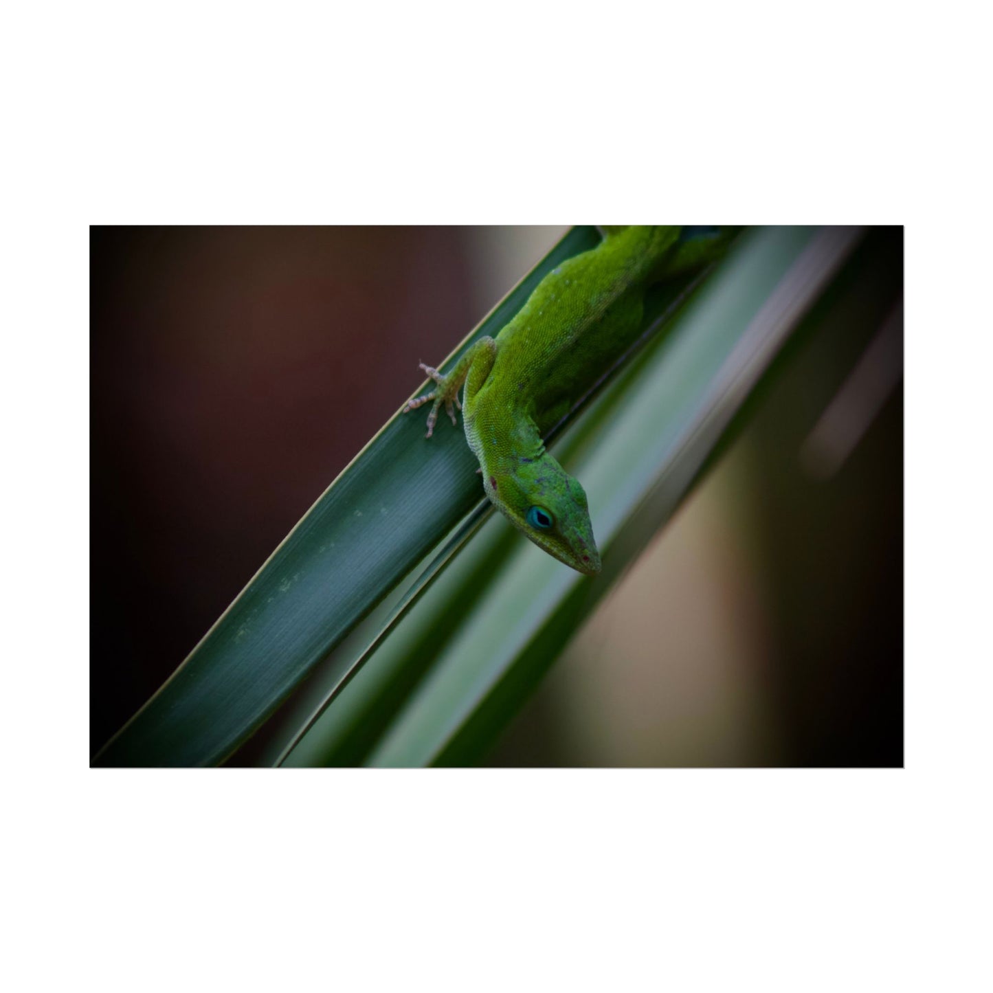 Green Anole Photography Poster