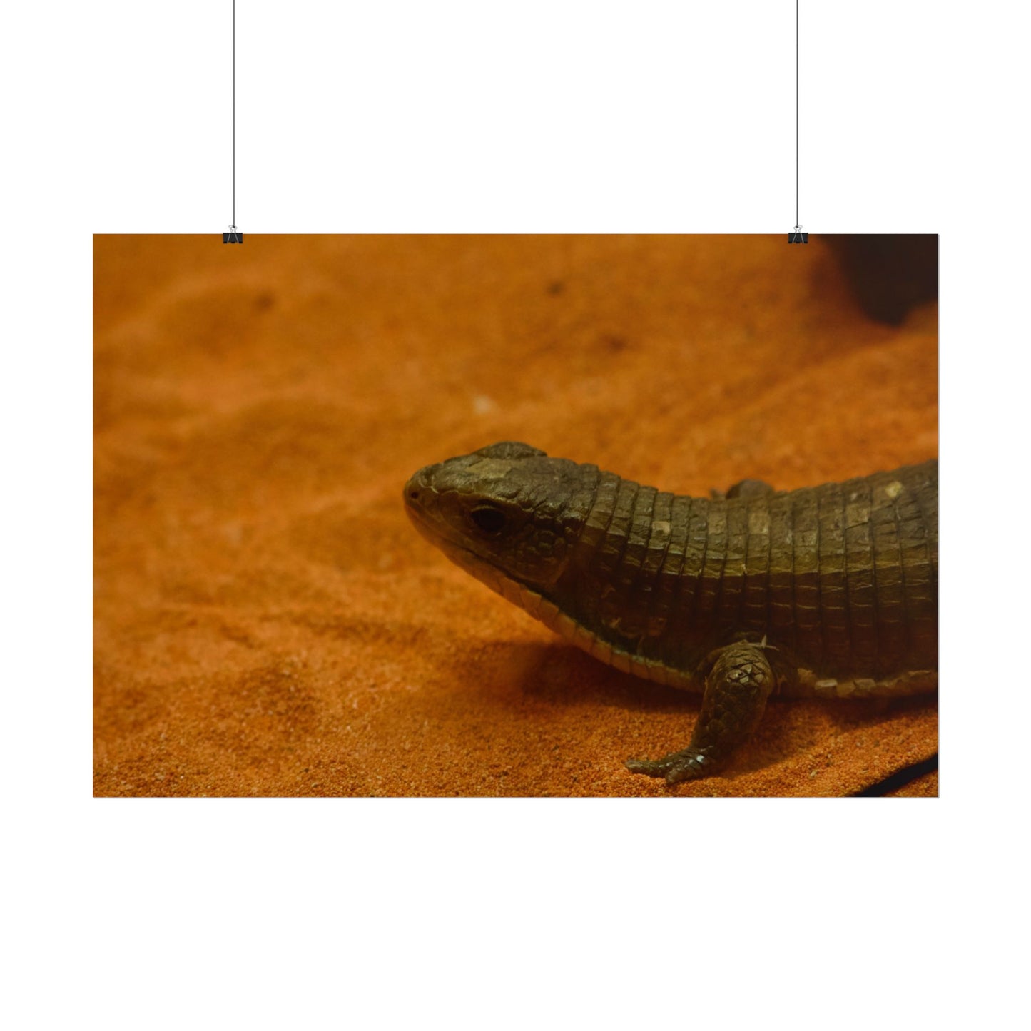 Lizard Photography Poster