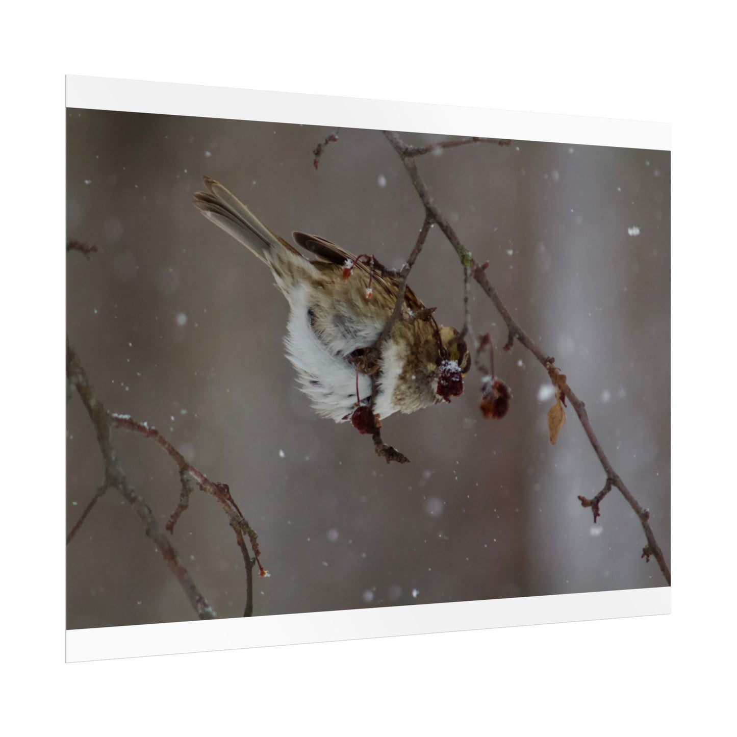 Winter Bird Photography Poster
