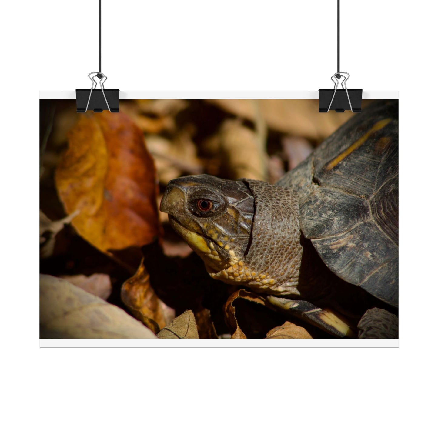 Box Turtle Photography Poster 2