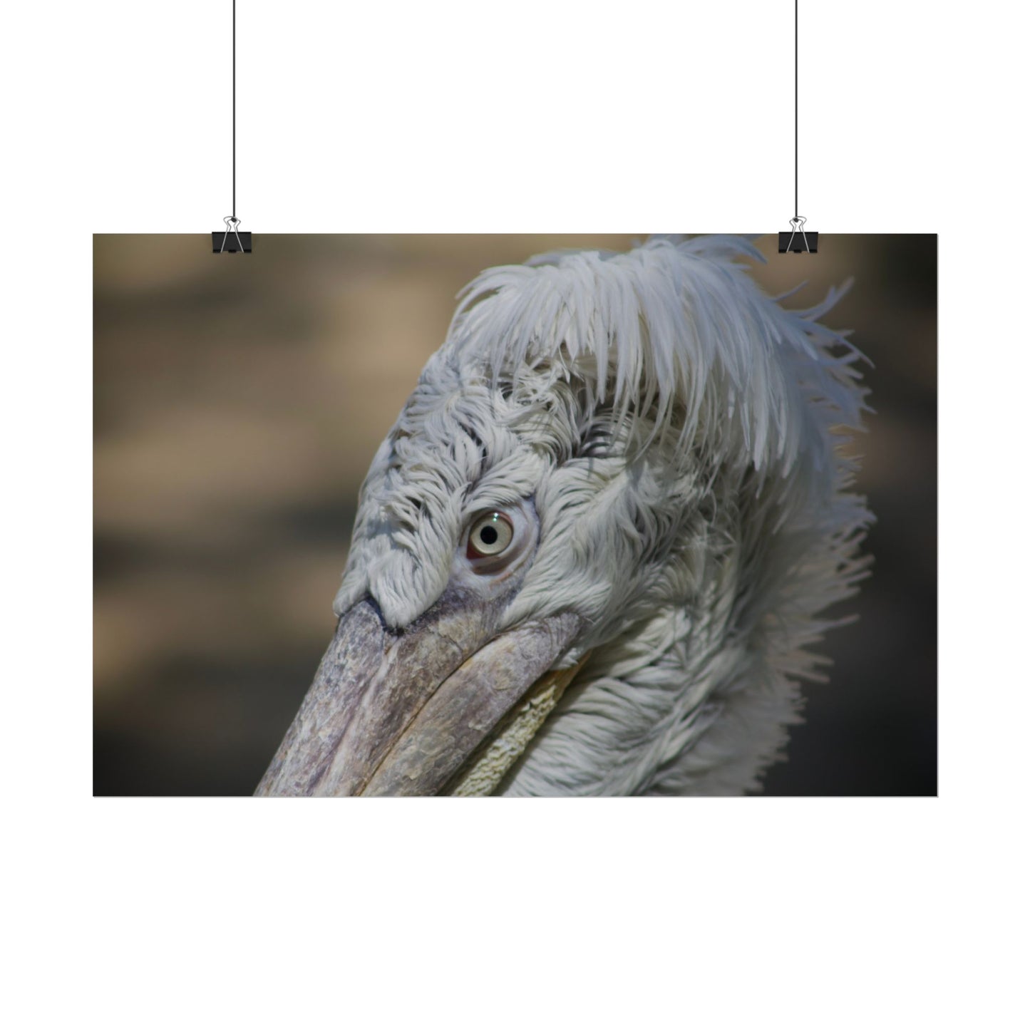 Whimsical Bird Photography Poster