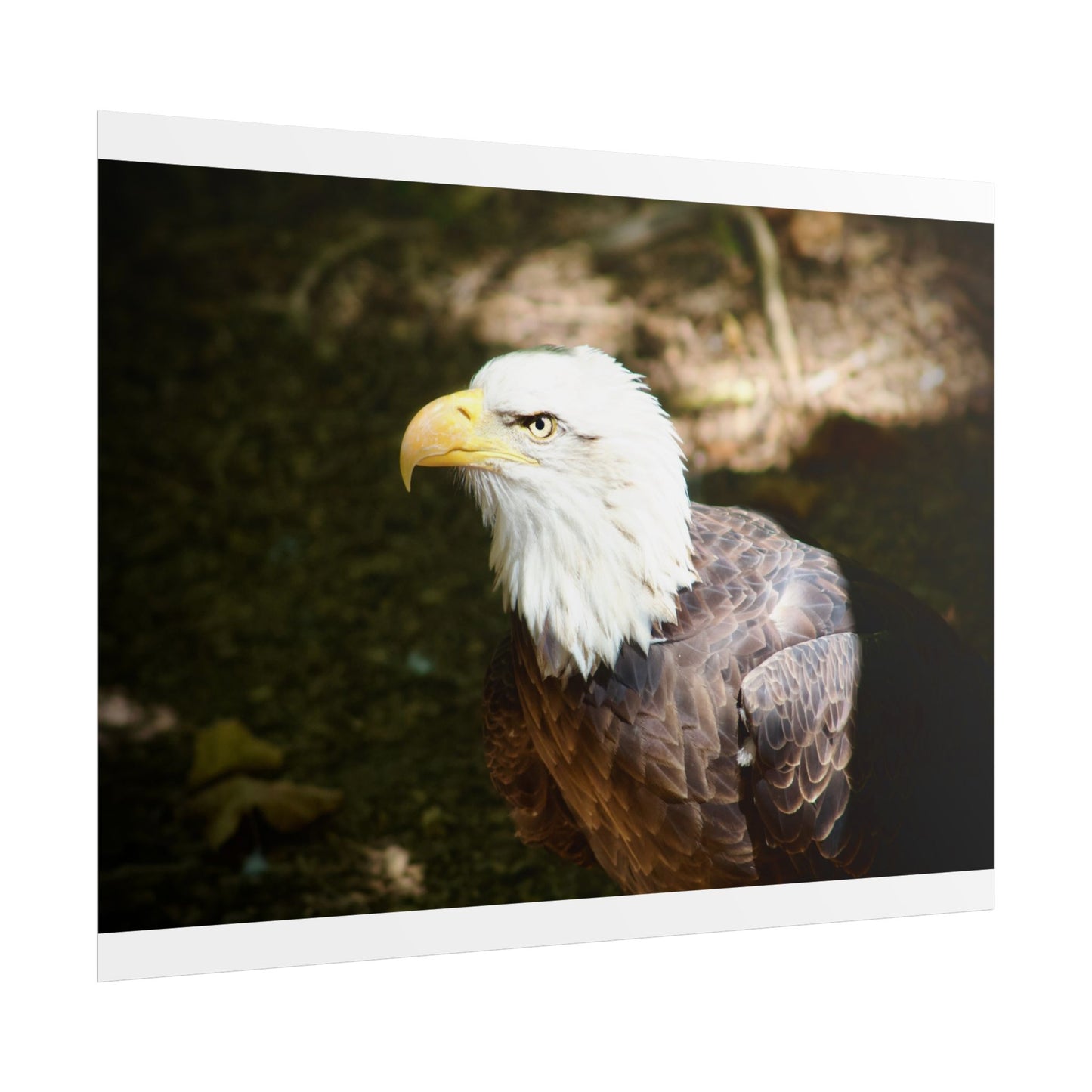 Eagle Photography Poster