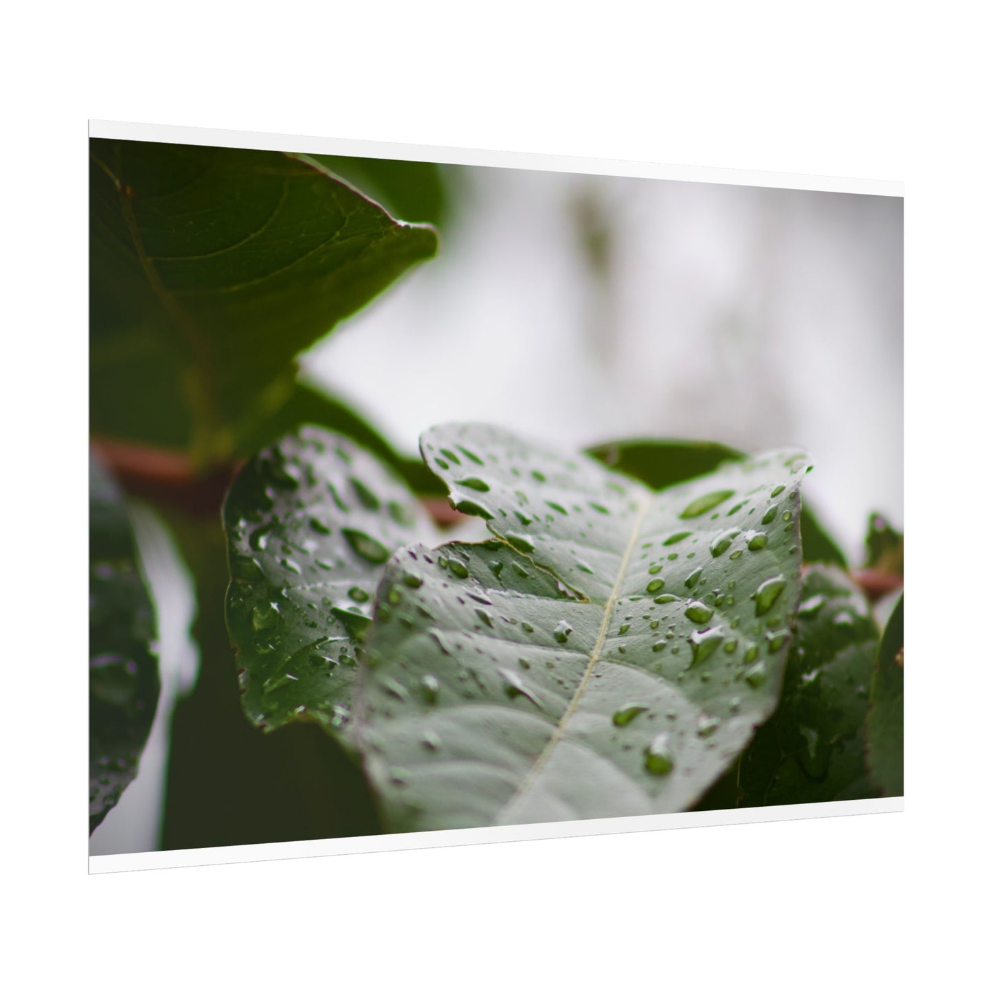 Leaf Photography Poster