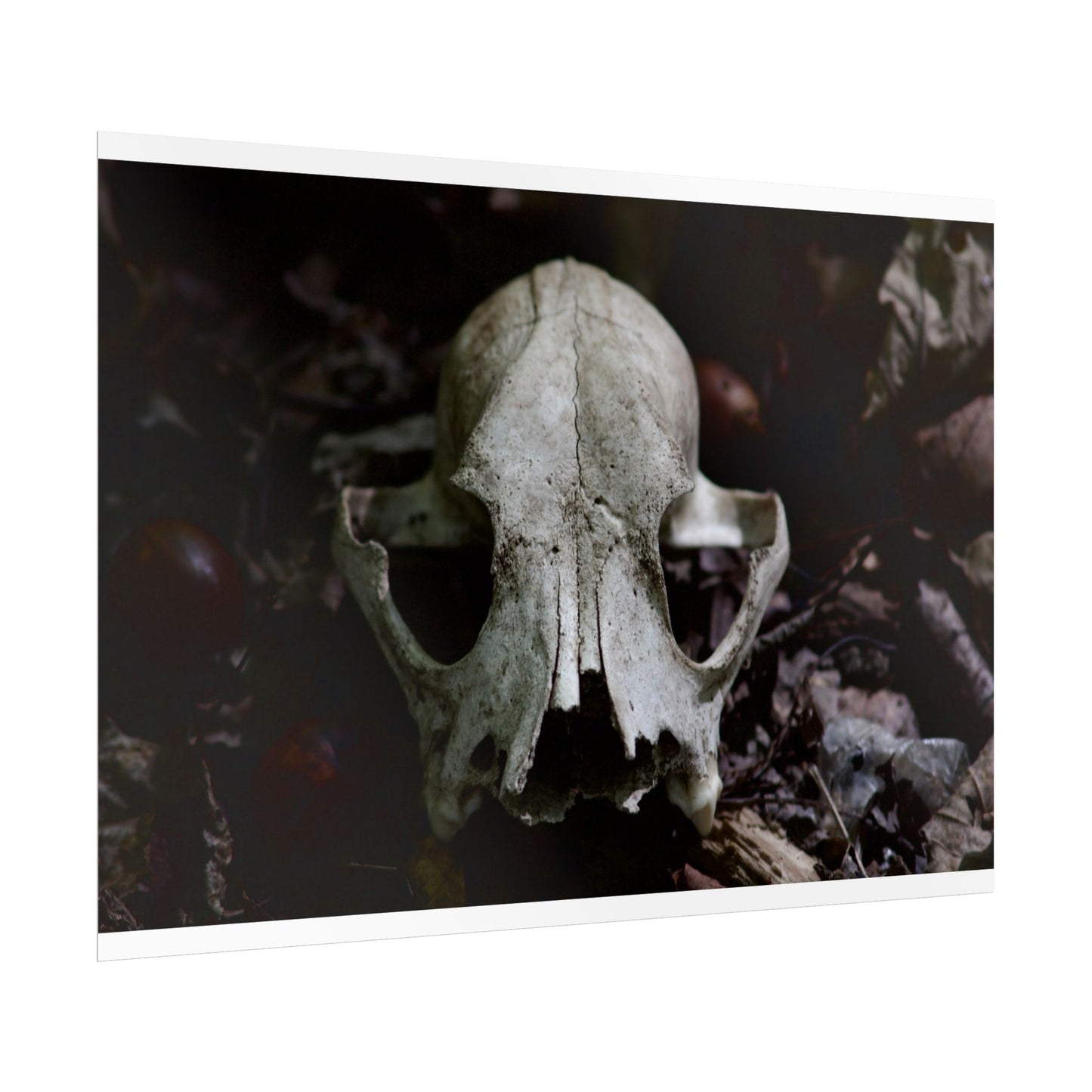 Animal Skull Photography Poster