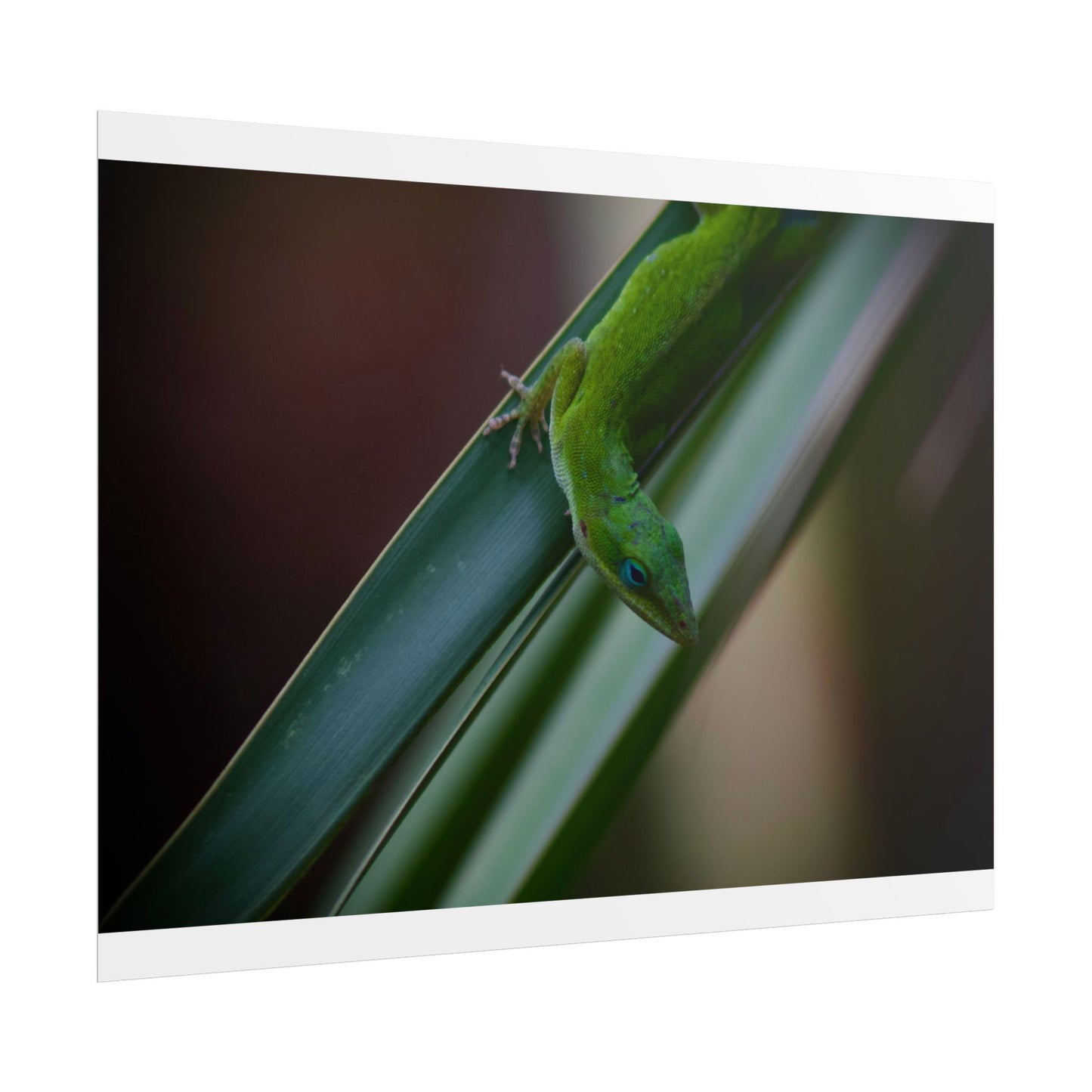 Green Anole Photography Poster