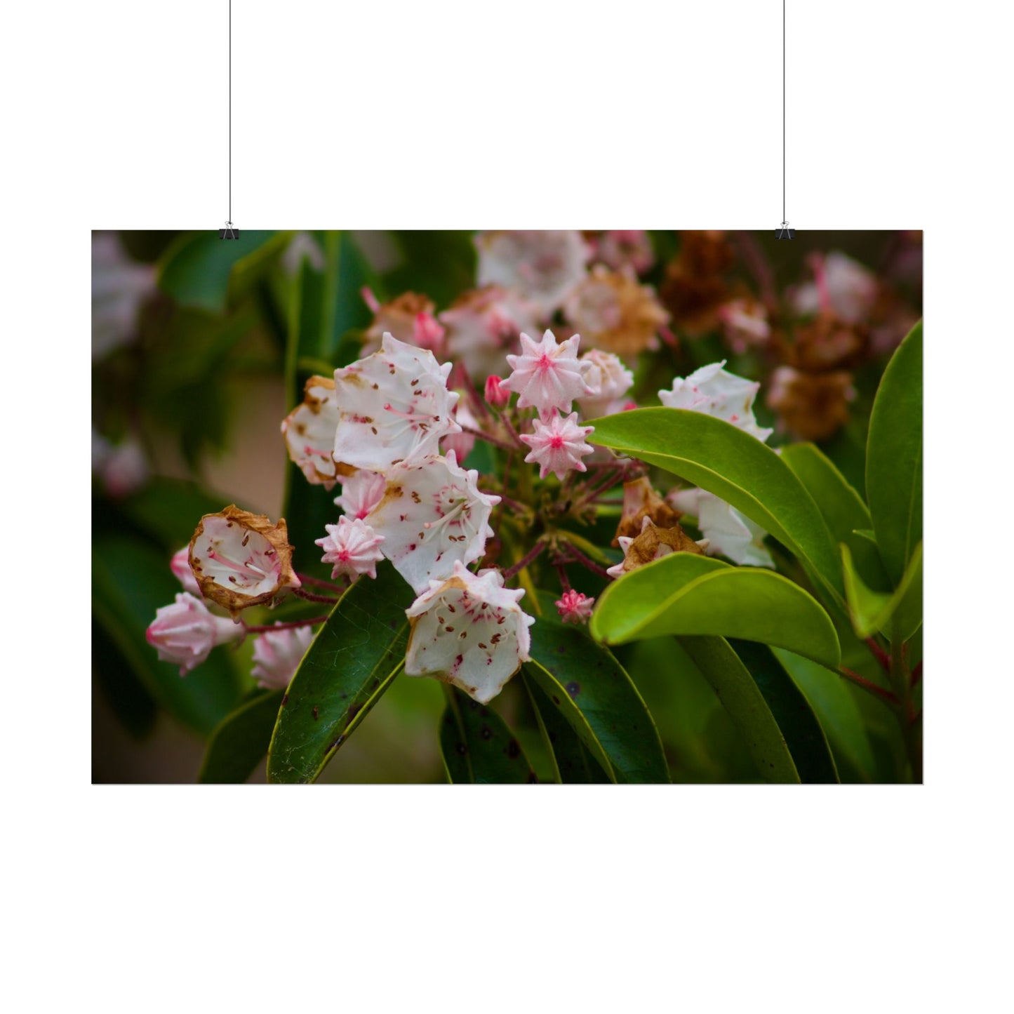 Flowers Photography Poster
