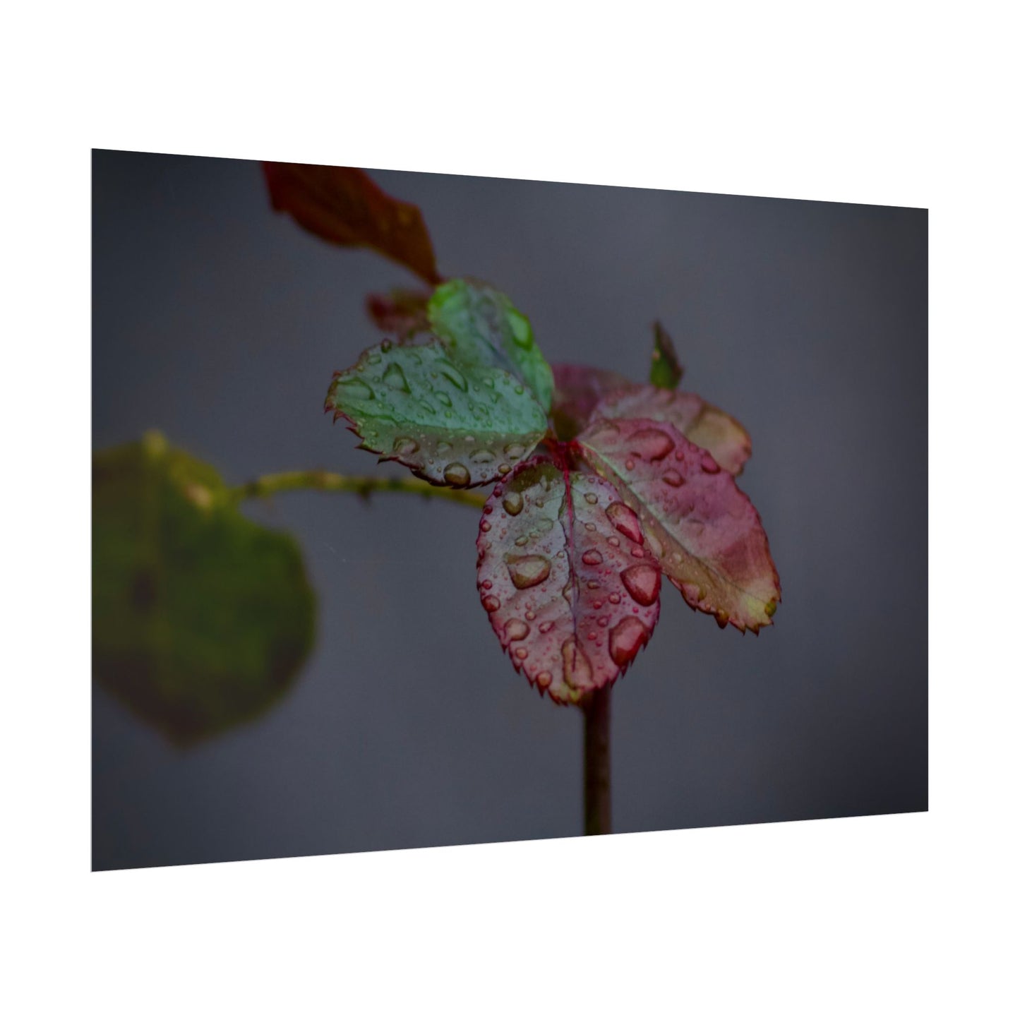 Water Droplets on a Rose Leaf