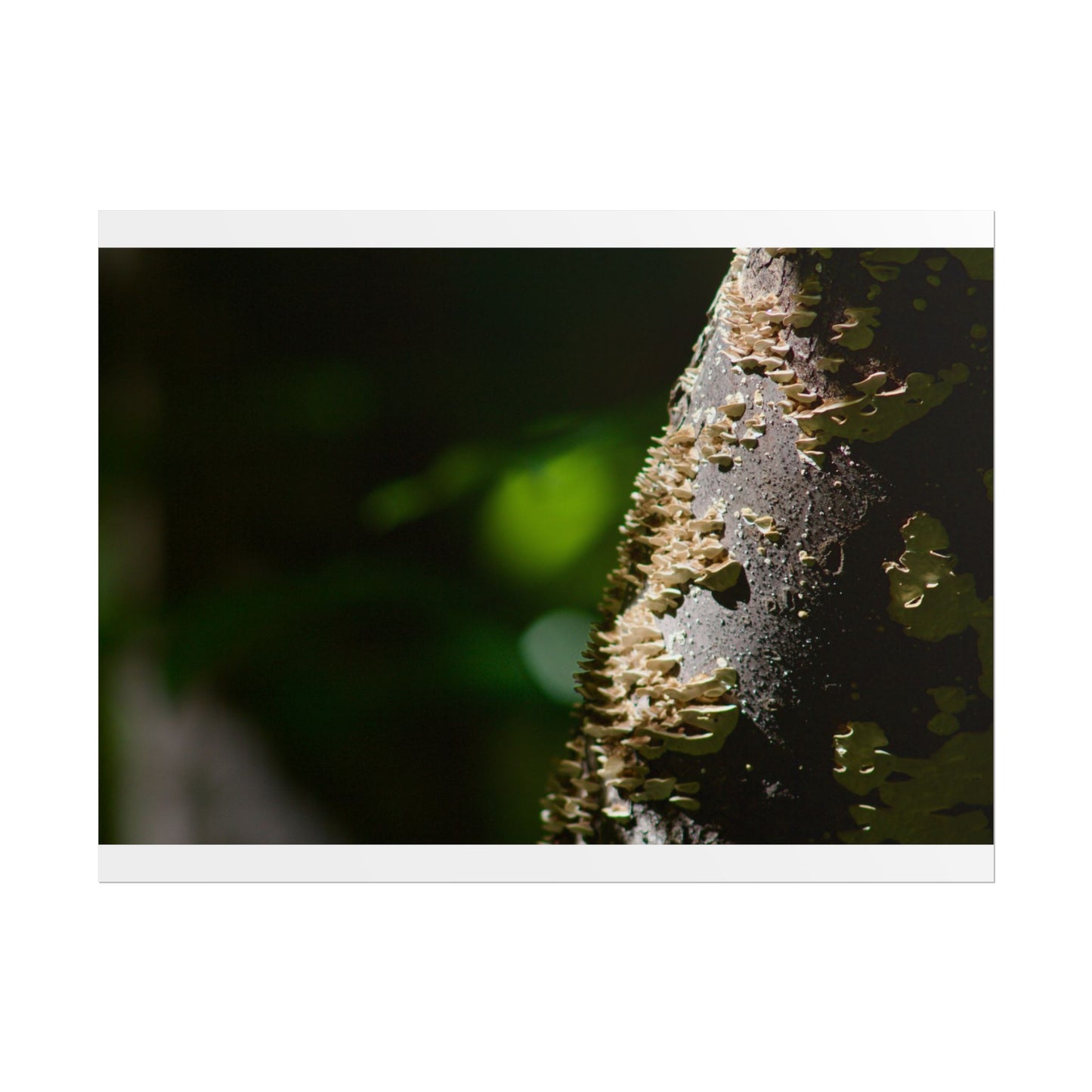 Mushroom Tree Photography Poster