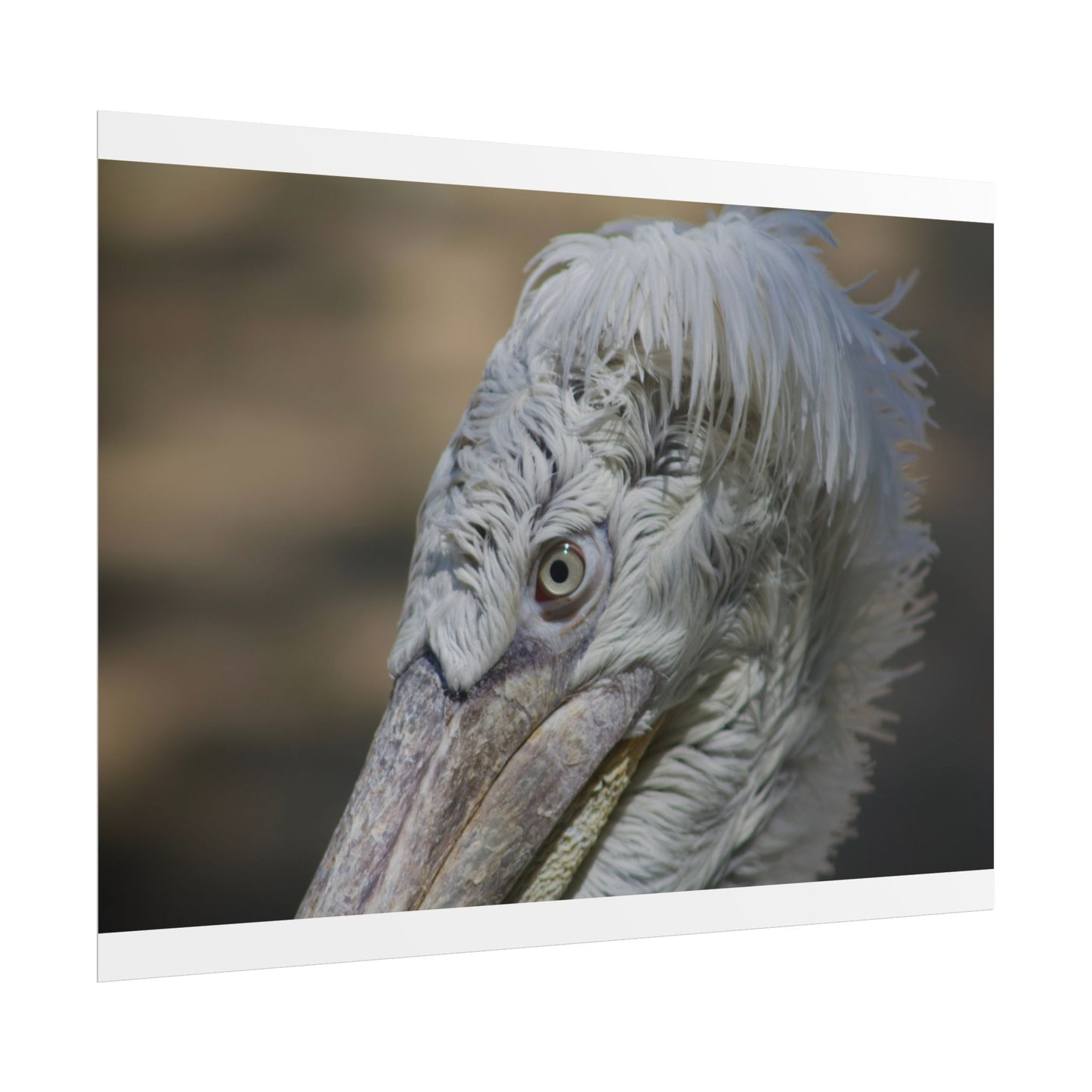 Whimsical Bird Photography Poster