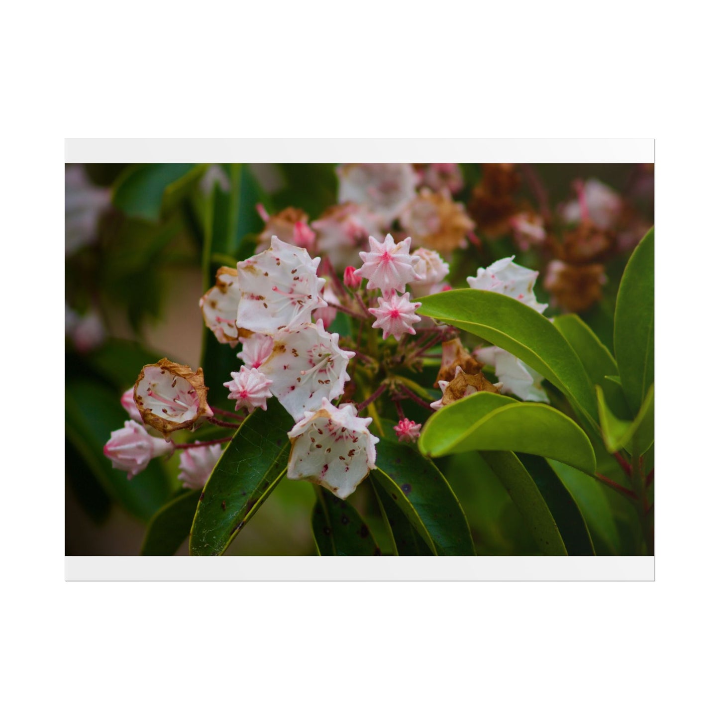 Flowers Photography Poster